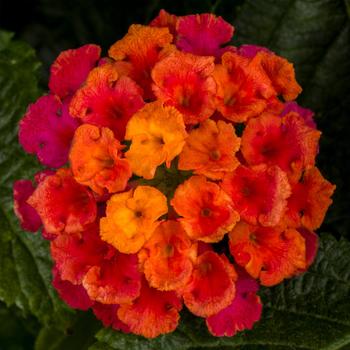 Lantana camara - Bandolero™ Cherry Sunrise