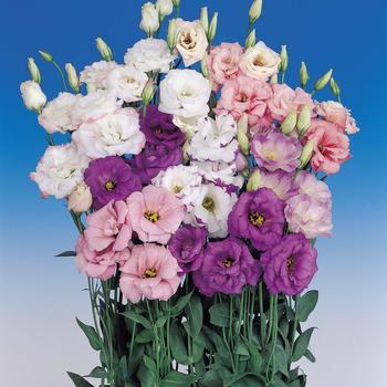 Eustoma grandiflorum - 'Echo Mix' Lisianthus