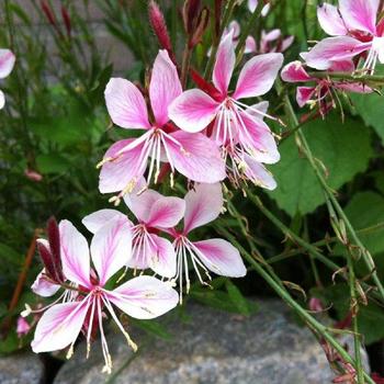 Gaura - Siskiyou Pink 