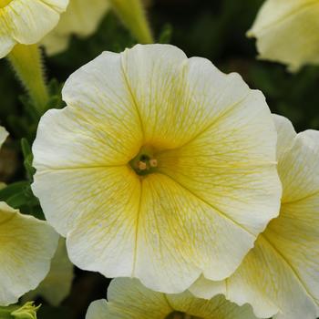 Petunia - Easy Wave® 'Yellow Improved'