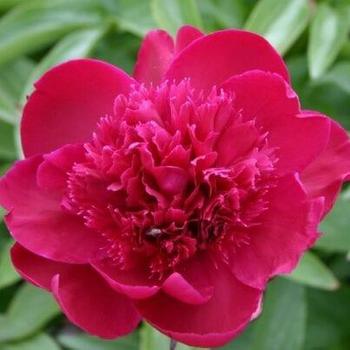 Paeonia hybrid - Krekler's Red
