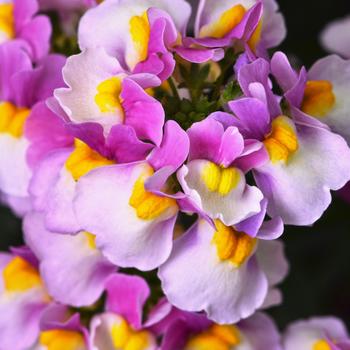 Nemesia - Escential™ 'Pinkberry'