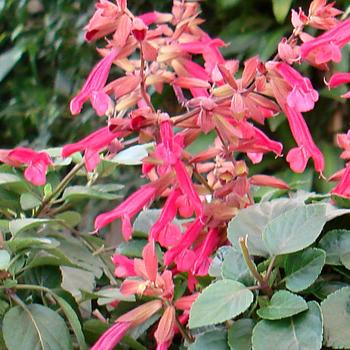 Salvia - 'Wendy's Wish' Sage