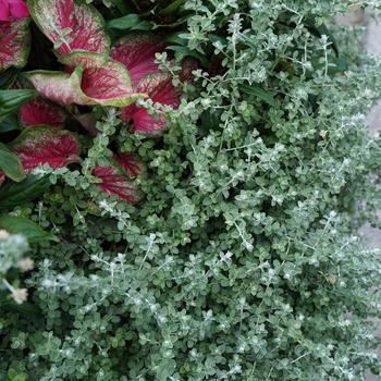 Helichrysum petiolare (Licorice Plant) - Proven Accents® 'Petite Licorice'