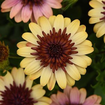 Osteospermum (African Daisy) - 4D™ 'Harvest Moon'