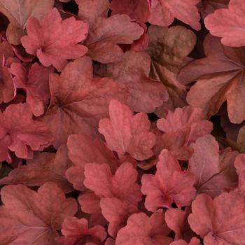 Heuchera - 'Carnival Cinnamon Stick' Coral Bell