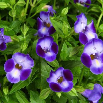 Torenia - Purple Moon™ Wishbone Flower