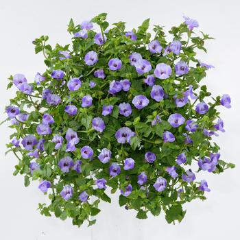 Torenia - Blue Moon™ Wishbone Flower