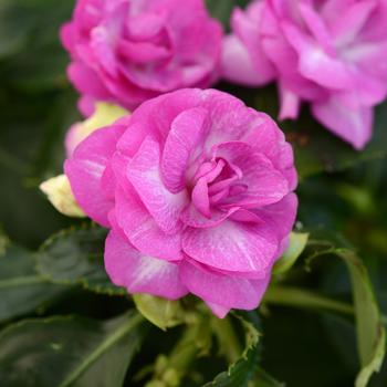 Impatiens walleriana - Fiesta™ 'Stardust Purple'