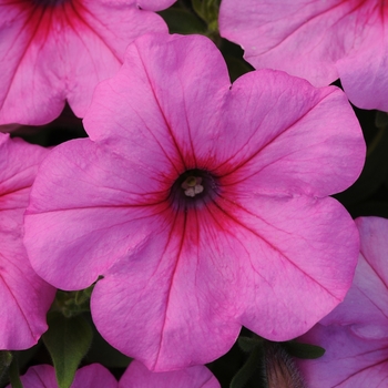 Petunia - Easy Wave - Easy Wave&reg; Pink Passion
