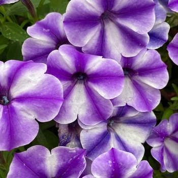 Petunia - Premium - Crazytunia® Blue Ice