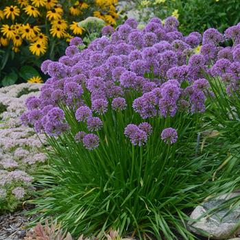 Allium - 'Millenium' Ornamental Onion