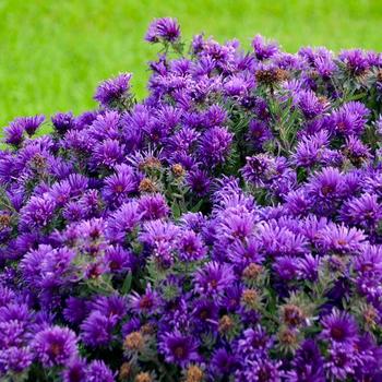 Aster novae-angliae - 'Grape Crush' New England Aster