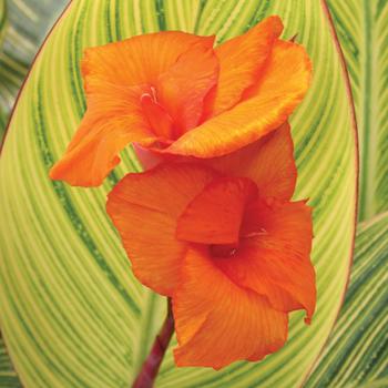 Canna x generalis - 'Pretoria' Canna Lily