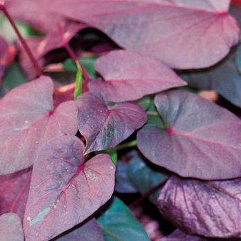 Ipomoea batatas - 'Black Heart' Sweet Potato Vine