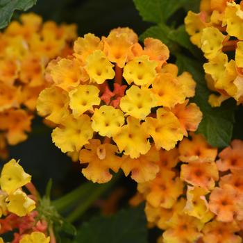 Lantana camara - Bloomify™ Orange