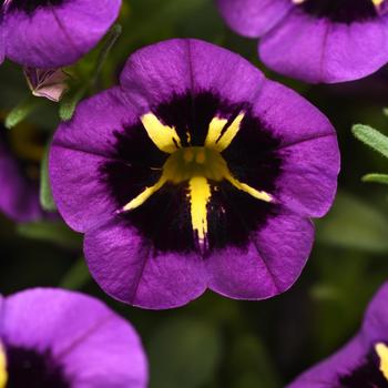 Calibrachoa (Trailing Petunia) - Cabaret® 'Midnight Kiss'