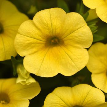 Calibrachoa - Cha-Cha™ 'Yellow'