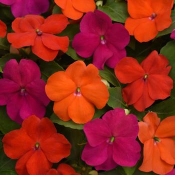 Impatiens walleriana - Beacon® 'Sanibel Mix'