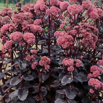 Sedum - 'Night Embers' Autumn Stonecrop