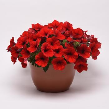 Petunia - E3 Easy Wave® 'Red'