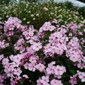 Phlox paniculata - 'Thai Pink Jade' Garden Phlox