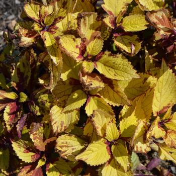 coleus scutellarioides - 'Pineapple Beauty'