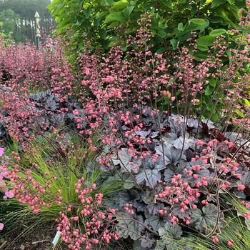 Heuchera - 'Smoke and Mirrors' Coral Bells