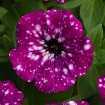 Petunia - Headliner™ Electric Purple Sky