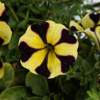 Petunia - 'Ray™ Sunflower Improved'