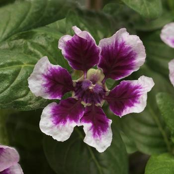 Cuphea procumbens - Sweet Talk™ Lavender Splash