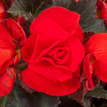 Begonia - Adora™ 'Velvet Red'