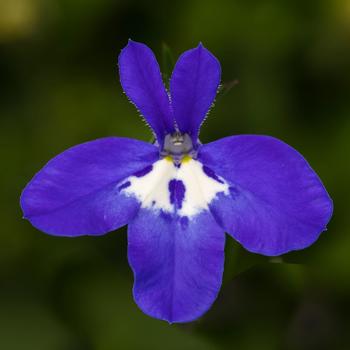 Lobelia erinus - Techno® Deep Blue with Eye