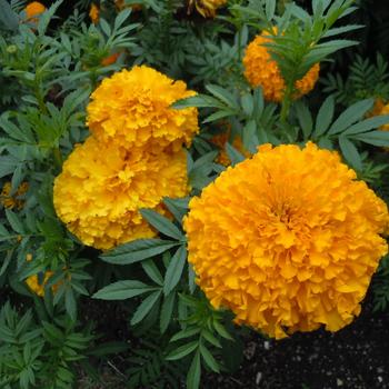 Tagetes erecta (Marigold) - Coco™ Gold