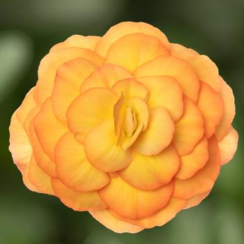 Begonia tuberhybrida (Tuberous Begonia) - Limitless™ Sunset