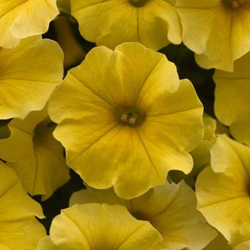 Petchoa (Petchoa, Calibrachoa) - Caliburst™ Yellow