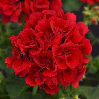 Geranium - Zonal - Galaxy™ Raspberry Sizzle