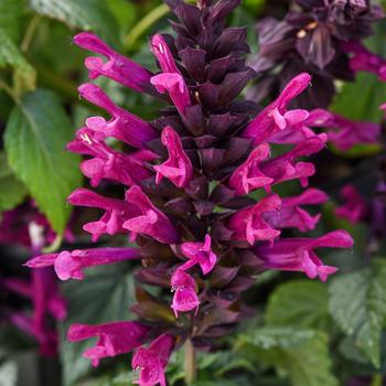 Salvia guaranitica - 'Plum Crazy' Anise Sage