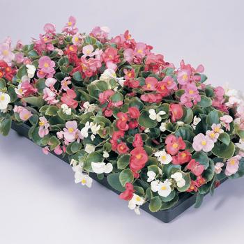 Begonia semperflorens (Wax Begonia) - 'Prelude '-Mixture'