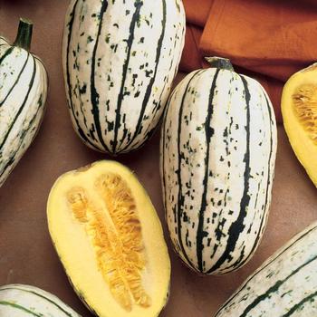 Cucurbita pepo - 'Delicata' Winter Squash