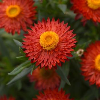 Bracteantha bracteata (Strawflower) - Mohave™ Fire Red