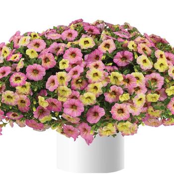 Calibrachoa - Ombre™ Pink Million Bells