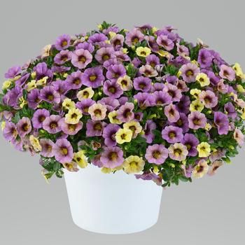 Calibrachoa - Ombre™ Purple Million Bells