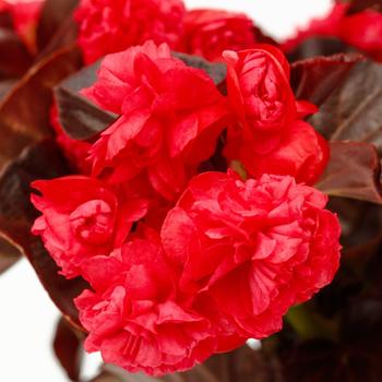 Begonia - Birthday Bash™ Chocolate Cherry