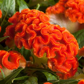 Celosia cristata (Cockscomb) - 'Twisted Dark Orange Improved'