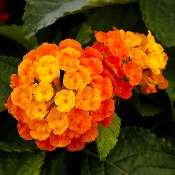 Lantana camara - Bandolero™ Guava Improved