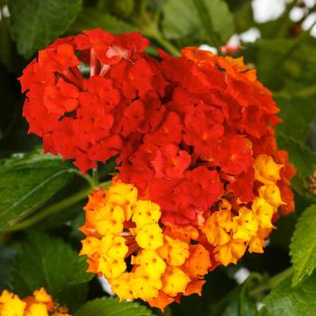 Lantana camara - Bandolero™ Red Improved