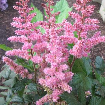 Astilbe chinensis - 'Visions in Pink' False Spirea