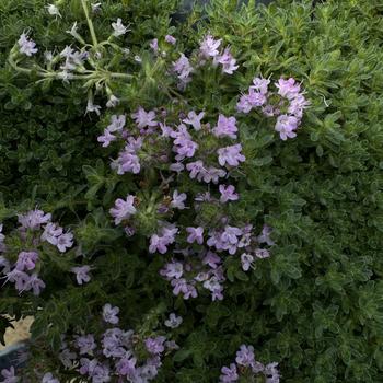 Thymus serpyllum - 'Pink Chintz' Thyme