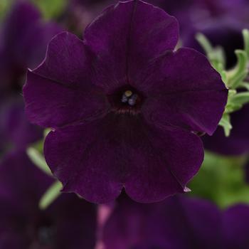 Petunia - Easy Wave® 'Navy Velour'